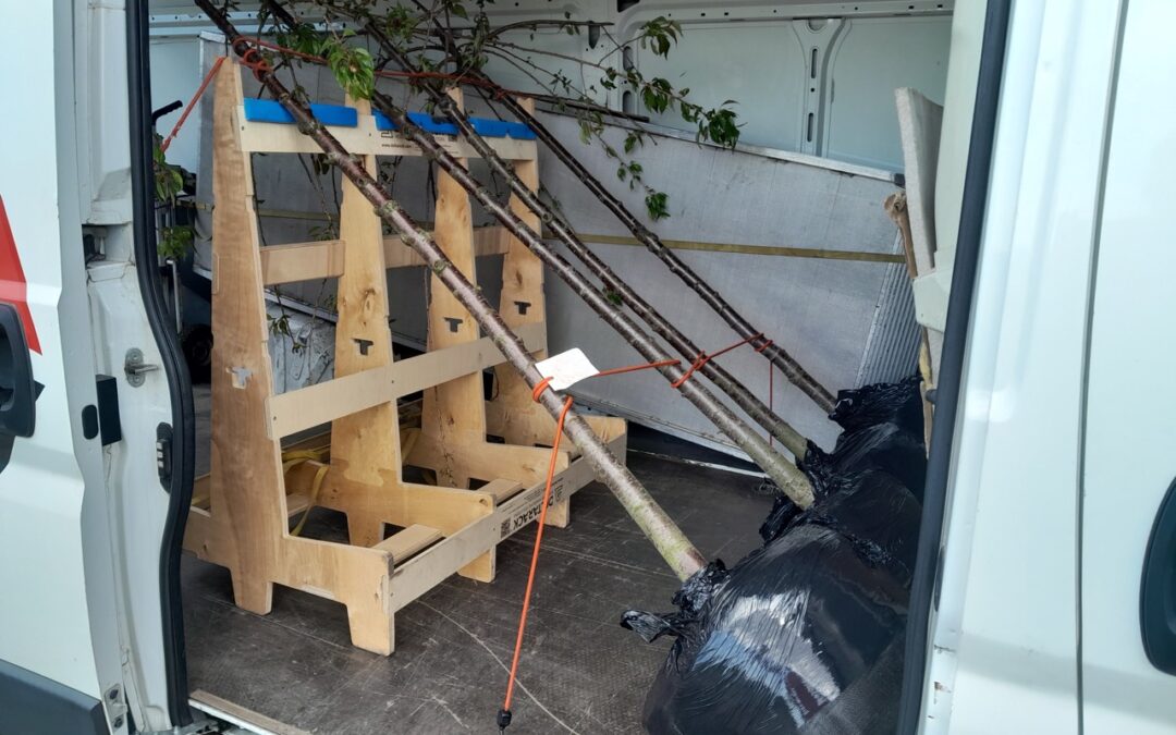 Transport drzewek egzotycznych – ochrona roślin